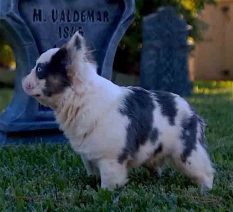 Fluffy French bulldog