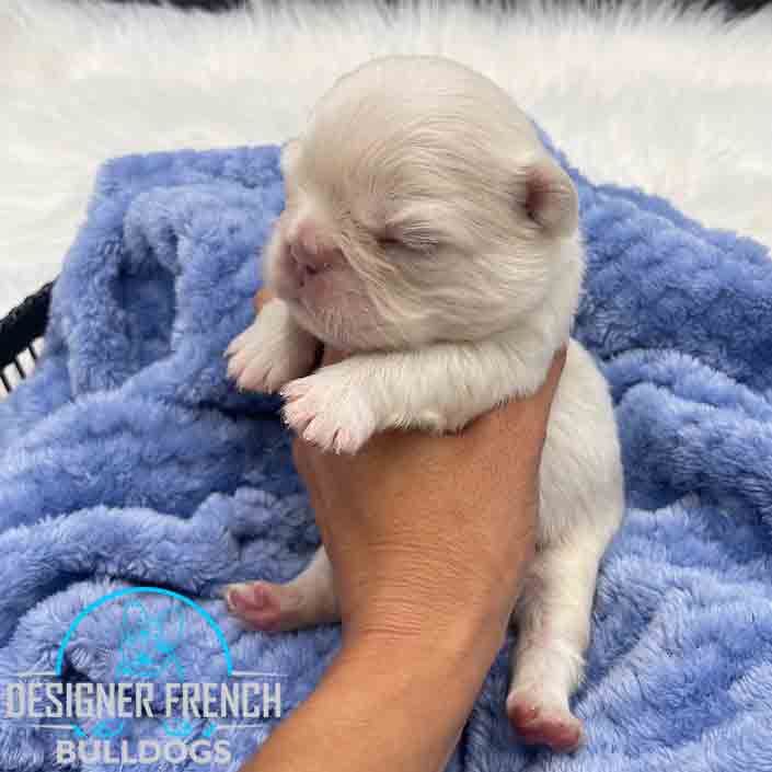 fluffy Platinum French bulldog puppy