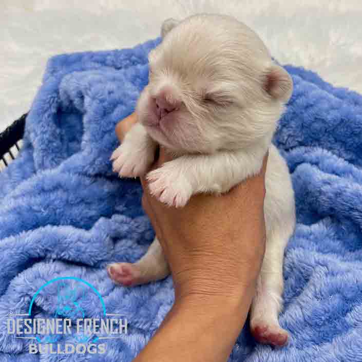 Fluffy platinum Frenchie