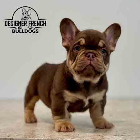 Frenchies for sale