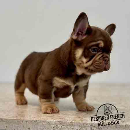 Rojo Frenchie for sale