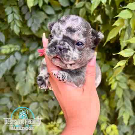 merle French bulldog cost