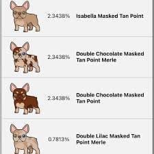 Isabella French bulldog color chart