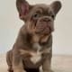 Isabella French bulldog