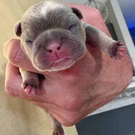 lilac and tan Frenchie