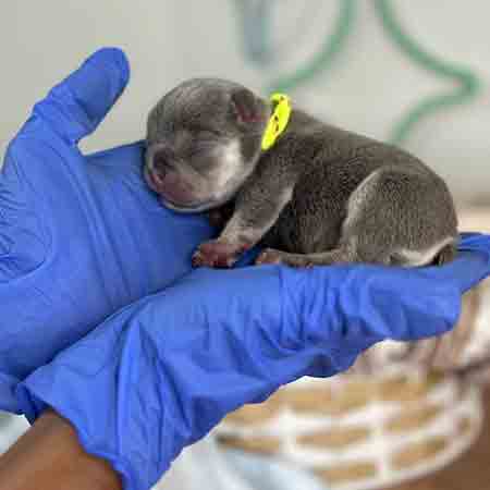 Frenchie puppies for sale