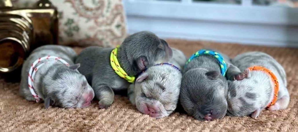 Frenchies for sale French bulldog puppies for sale