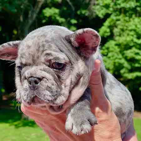 merle Frenchies for sale