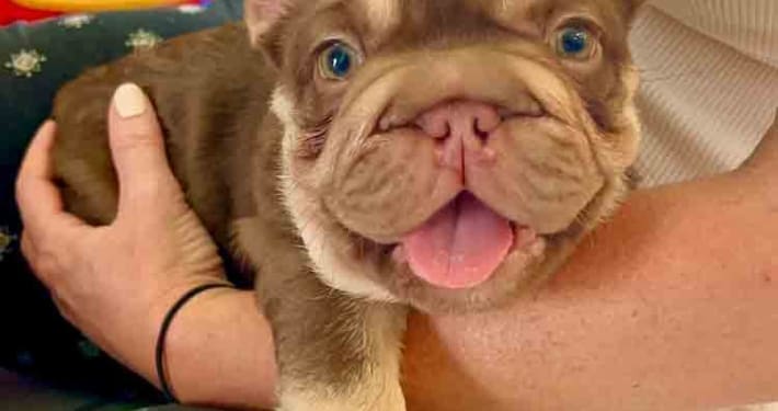 fluffy big rope frenchie fluffy big rope French bulldog