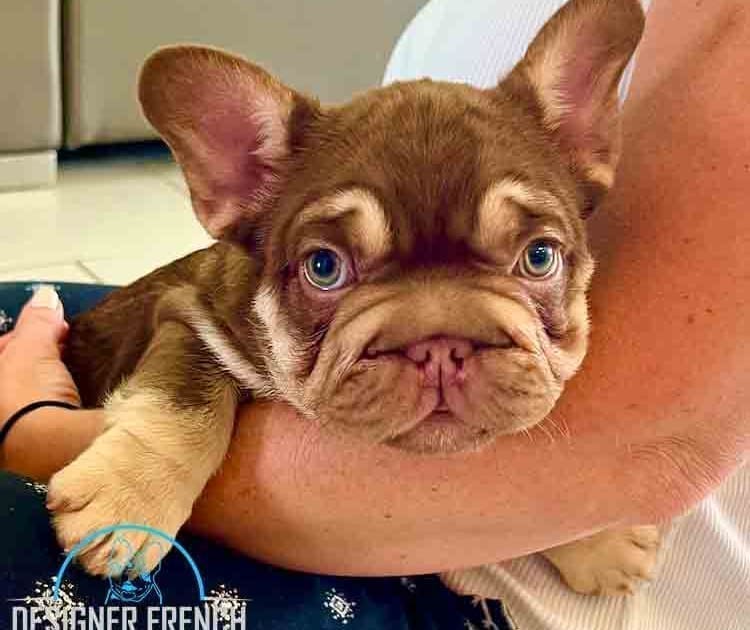 new-shade-rojo-french-bulldog-price-231 Big Rope French Bulldog