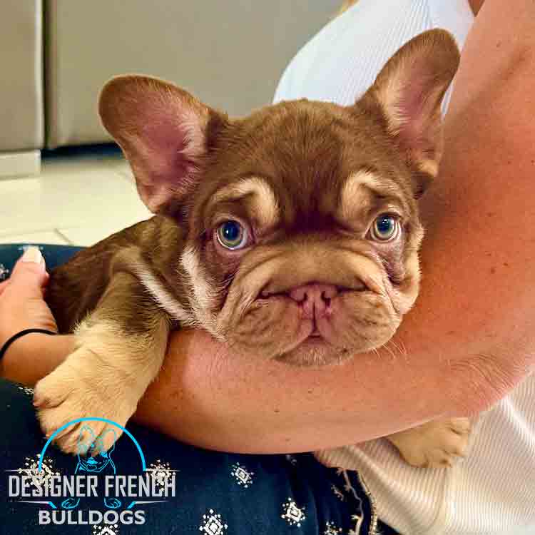 Big Rope French bulldog puppies