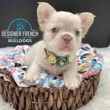 Platinum French Bulldog price