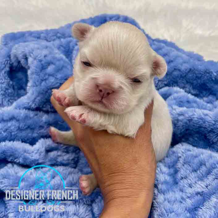 platinum fluffy french bulldog for sale