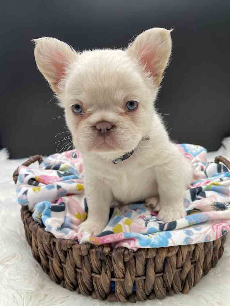 Blue fluffy french bulldog puppy sitting on blanket