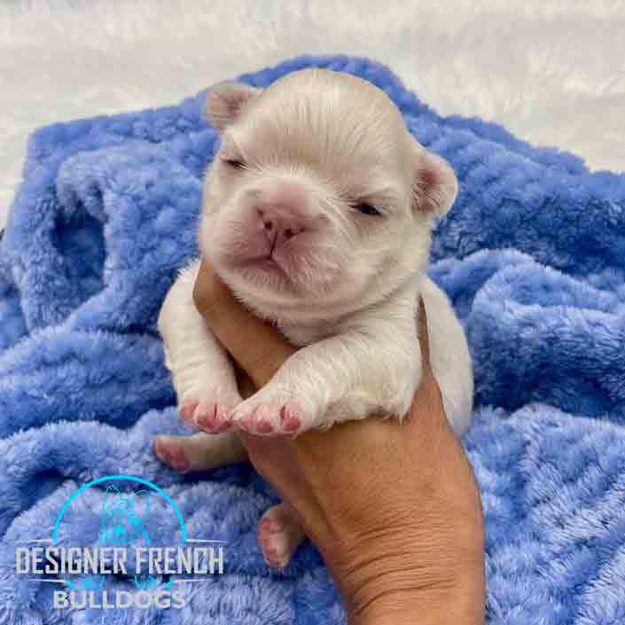 platinum french bulldog puppies