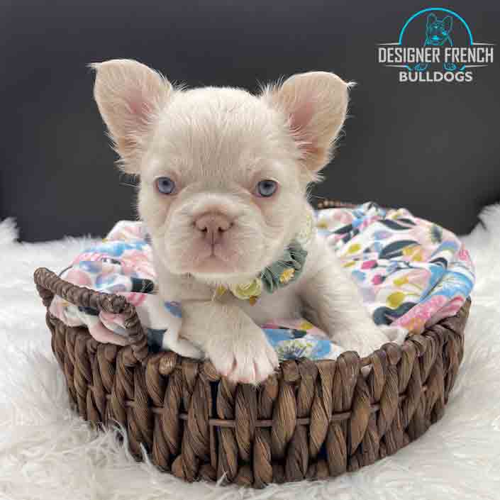 platinum fluffy french bulldog