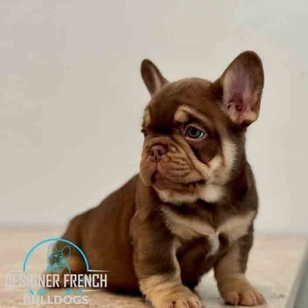 Rojo French Bulldog price