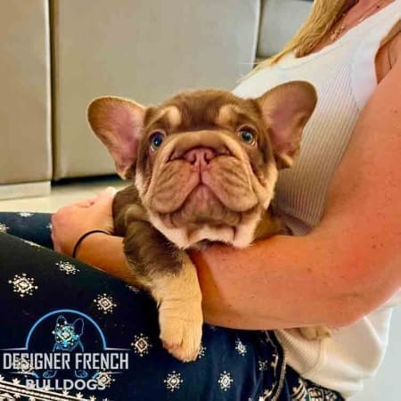 Frenchie puppies Blue Frenchie for sale