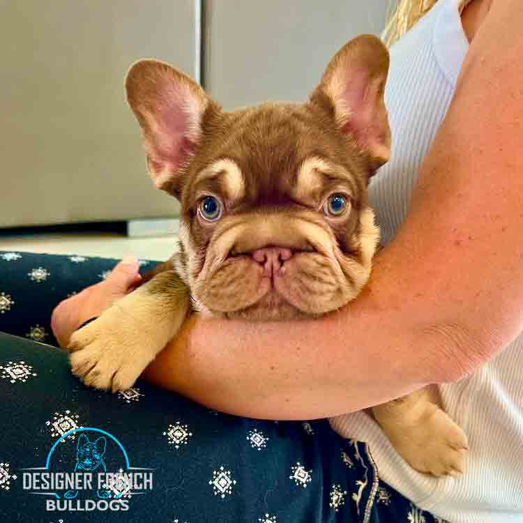 big rope French bulldog