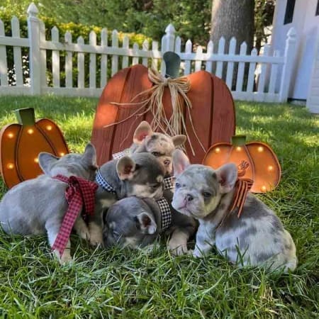 Merle Frenchie puppies