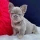 fluffy french bulldogs for sale