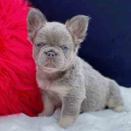 fluffy french bulldogs for sale