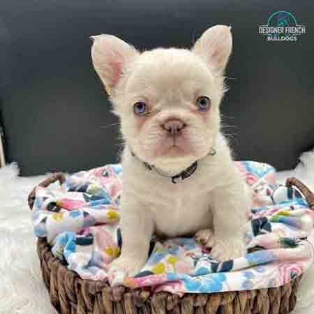Fluffy Frenchies for sale