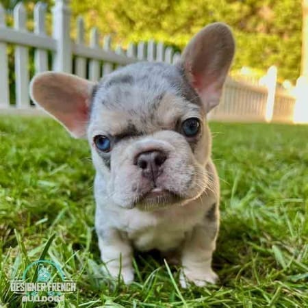 lilac merle French bulldogs
