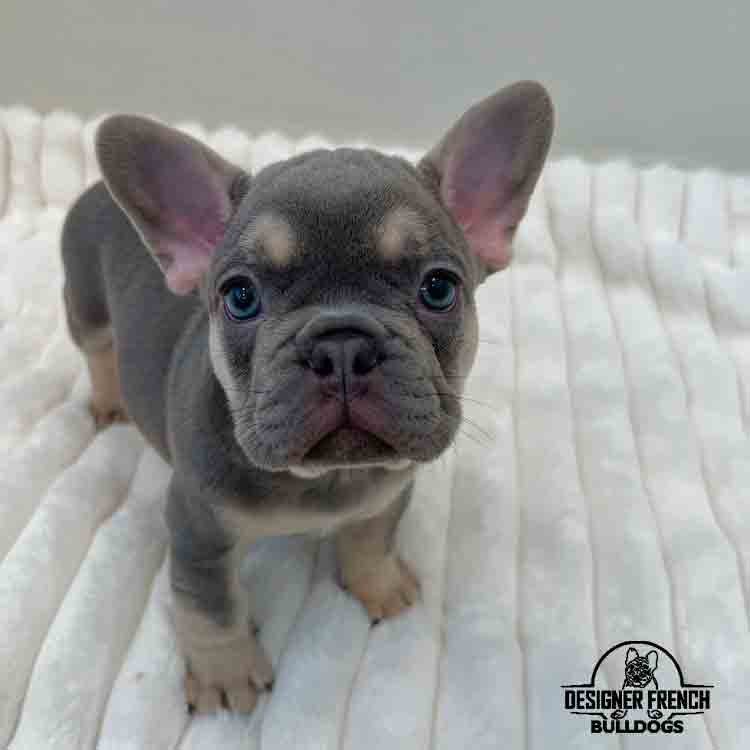 lilac and tan French bulldog