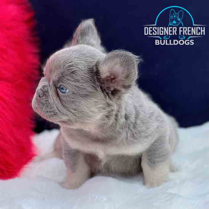 lilac fluffy frenchie