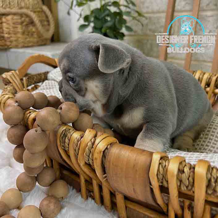 lilac frenchie puppies