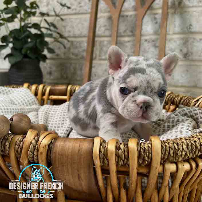 lilac and tan merle French bulldog puppy