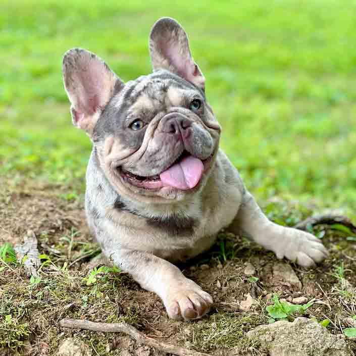 lilac and tan merle french bulldog