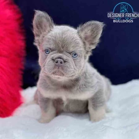 Fluffy French Bulldog