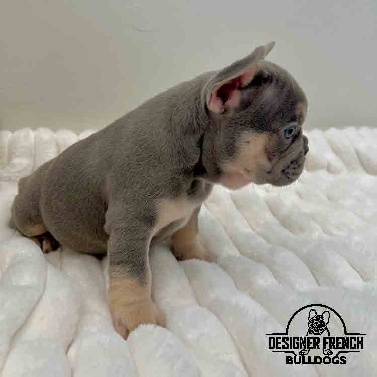 lilac Frenchie for sale