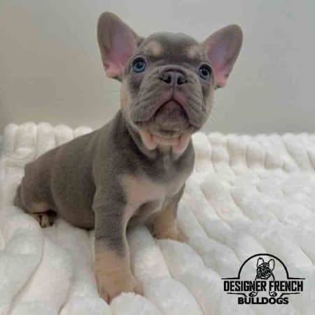 lilac Frenchie for sale