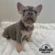 lilac Frenchie puppies
