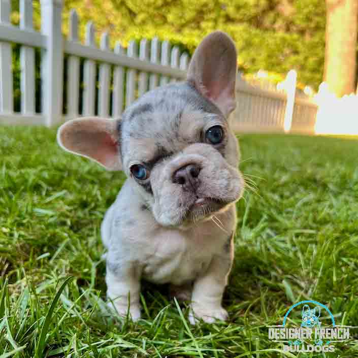 Merle French bulldog for sale