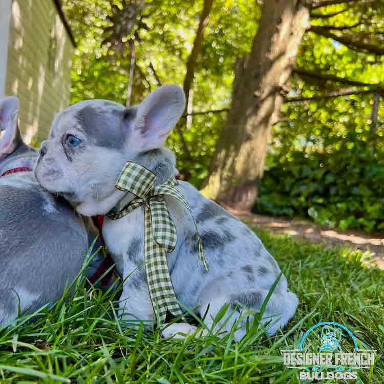 lilac Merle French bulldog for sale