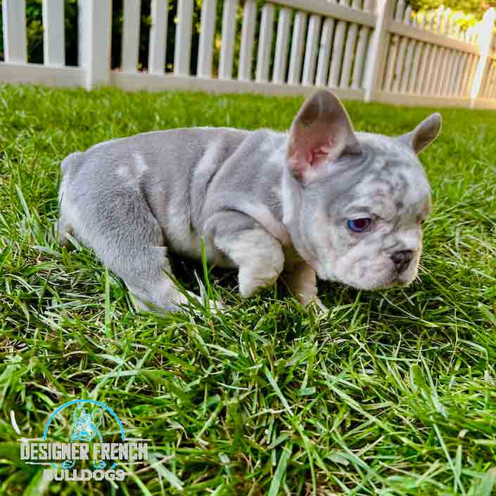 lilac Merle French bulldog