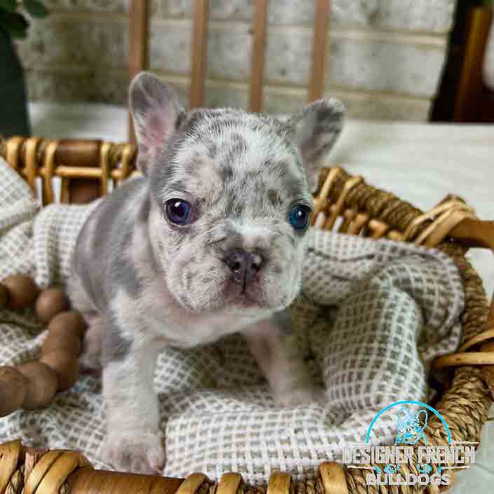 lilac Merle Frenchie for sale