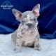 lilac merle frenchie for sale