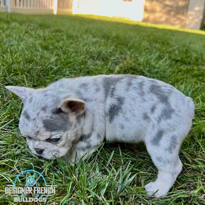 lilac merle Frenchie puppy