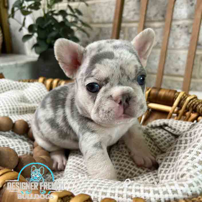 lilac Merle French bulldog