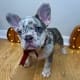 lilac merle Frenchie for sale
