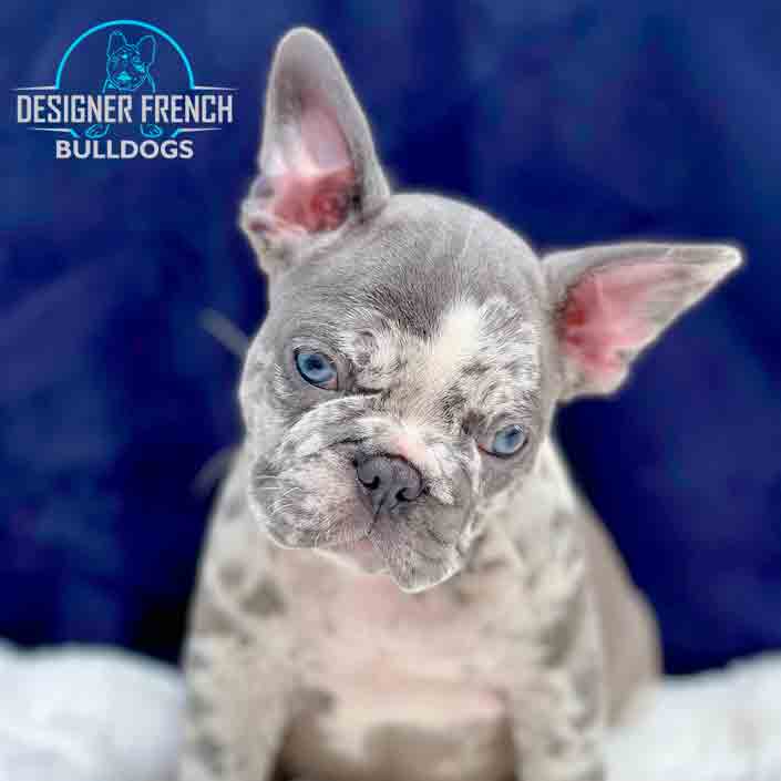 lilac merle french bulldog puppy
