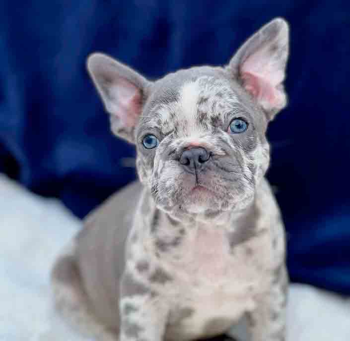 lilac merle frenchie puppy