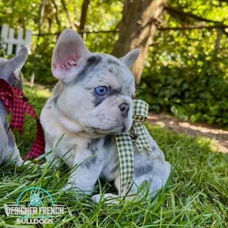 Merle French bulldogs for sale