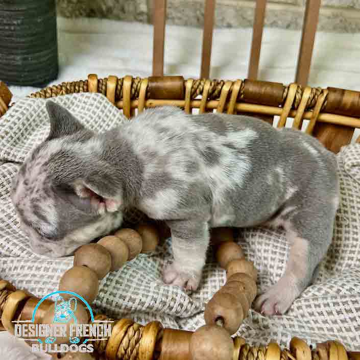 lilac merle French bulldogs for sale