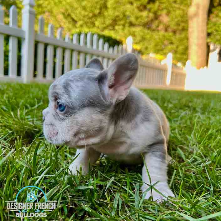 Merle French bulldog for sale